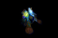 Mandarin wedding- Mandarin Fish- Mabul-Malaysia-Borneo-
Nikon D300 - Nikkor 60mm macro- strobe: ike 200, Isotta 50-
Housing Easydive Leo II 